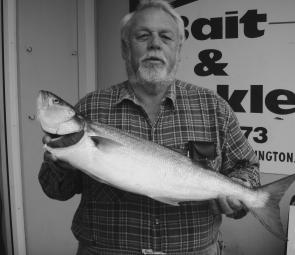 The author with a 3.7kg Diamond Head tailor. There have also been quality greenbacks around the rocks and the season looks like running around a month late.